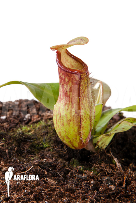 Nepenthes x ‚Gaya‘ ‚S‘