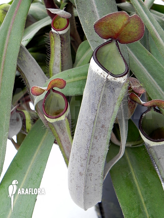 Nepenthes albo-marginata ‚Grey‘