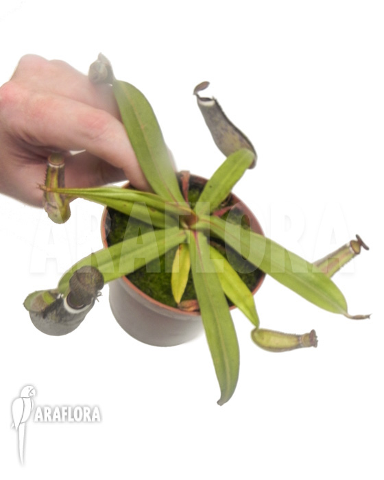 Nepenthes albo-marginata ‚Kuching spotted‘