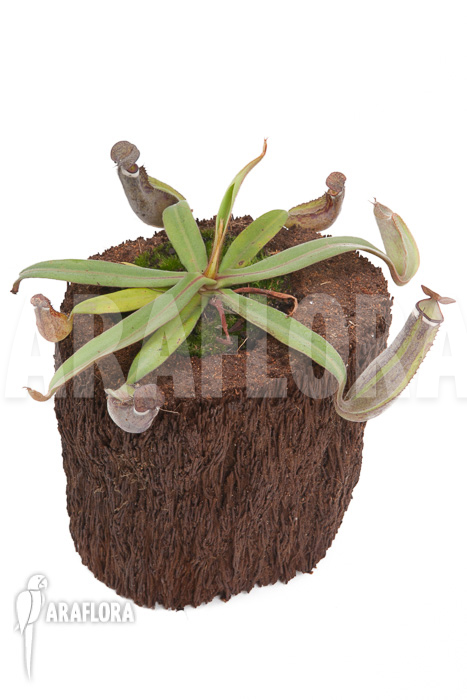 Nepenthes albo-marginata ‚Kuching spotted‘