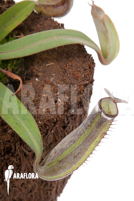 Nepenthes albo-marginata ‚Kuching spotted‘