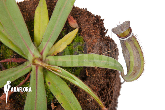 Nepenthes albo-marginata ‚Kuching spotted‘
