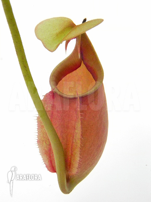 Nepenthes bicalcarata