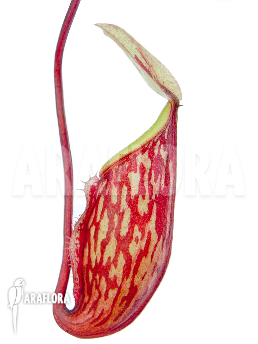 Nepenthes glabrata A1 Starter