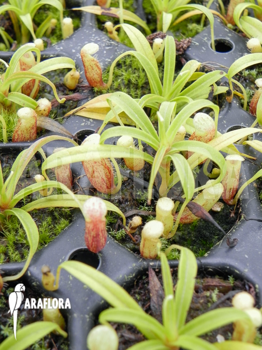 Nepenthes glabrata A1 Starter