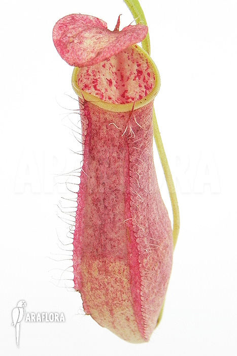 Nepenthes gracilis