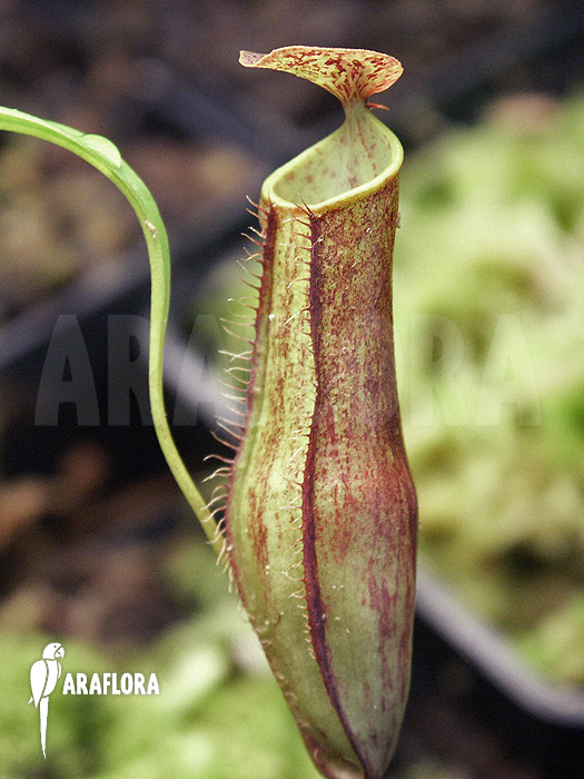 Nepenthes gracilis ‚Darkform‘