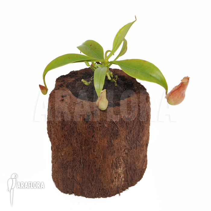 Nepenthes madagascariencis