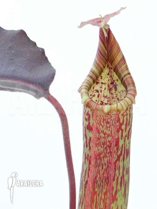 Nepenthes maxima ‚elongated‘