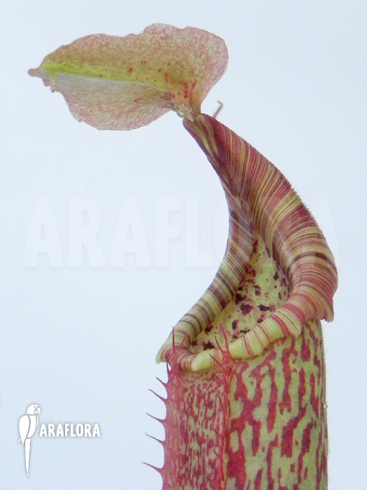 Nepenthes maxima ‚elongated‘