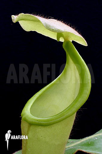 Nepenthes pilosa