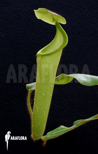 Nepenthes pilosa