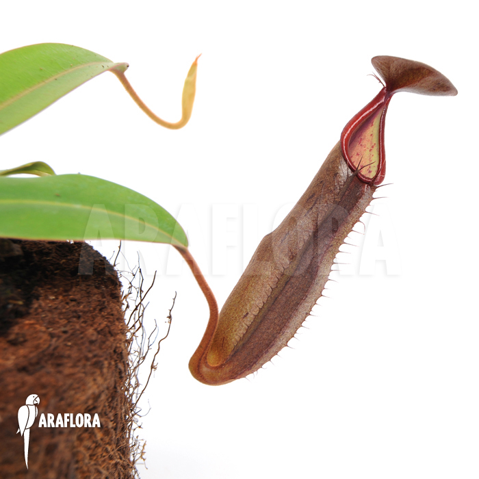 Nepenthes sanguinea