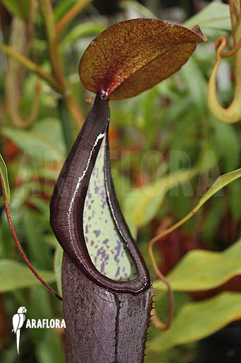 Nepenthes sanguinea