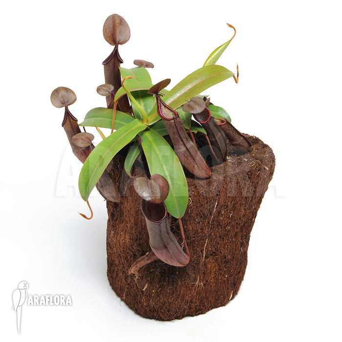 Nepenthes sanguinea ‚L‘