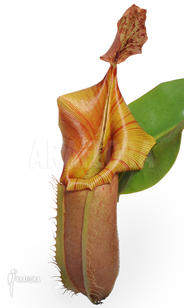 Nepenthes veitchii