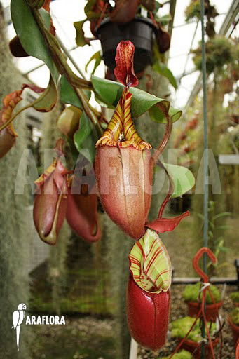 Nepenthes veitchii