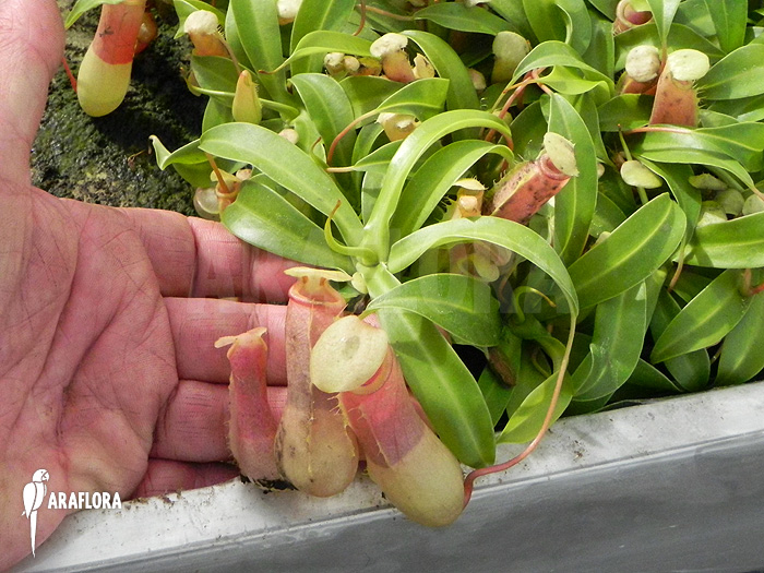 Nepenthes ventricosa ‚Alba‘ ‚S‘