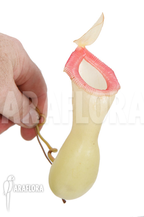 Nepenthes ventricosa ‚Porcelain‘ ‚Alba‘