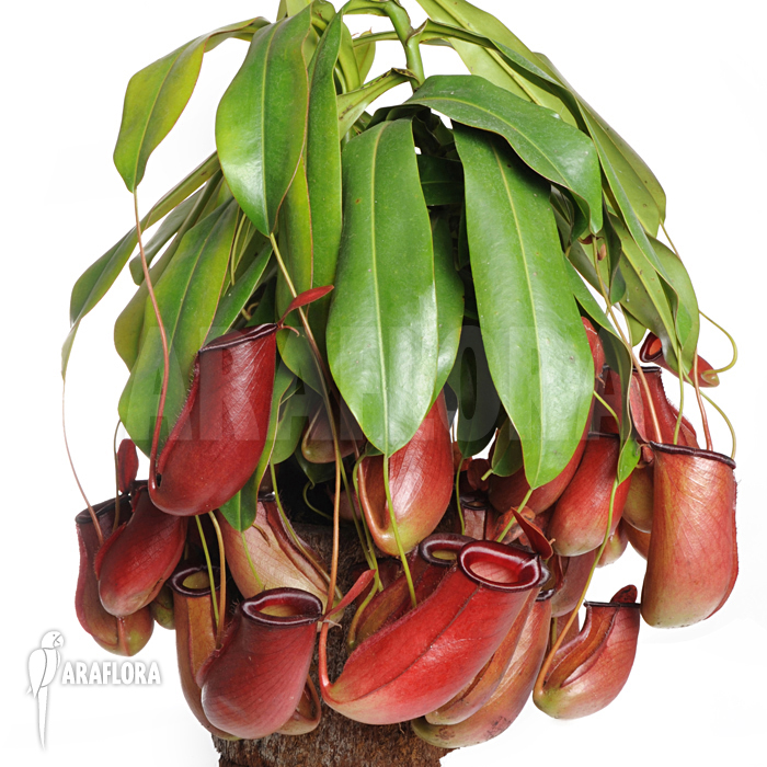 Nepenthes x ‚Bloody Mary‘