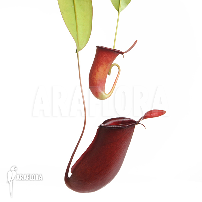Nepenthes x ‚Bloody Mary‘