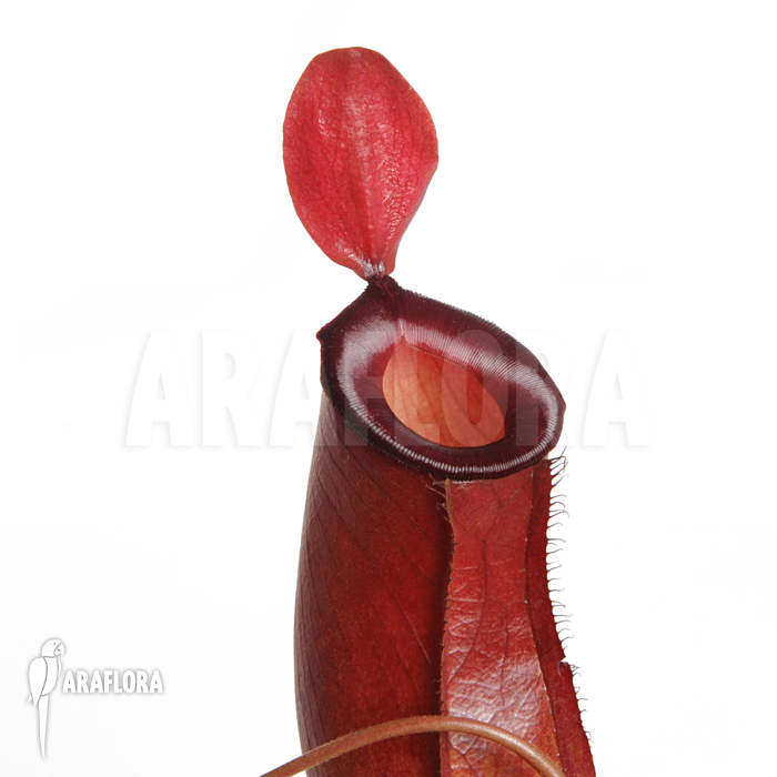 Nepenthes x ‚Bloody Mary‘