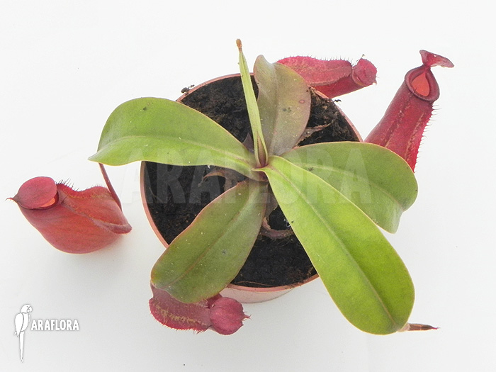 Nepenthes x ‚Bloody Mary‘ ‚M‘