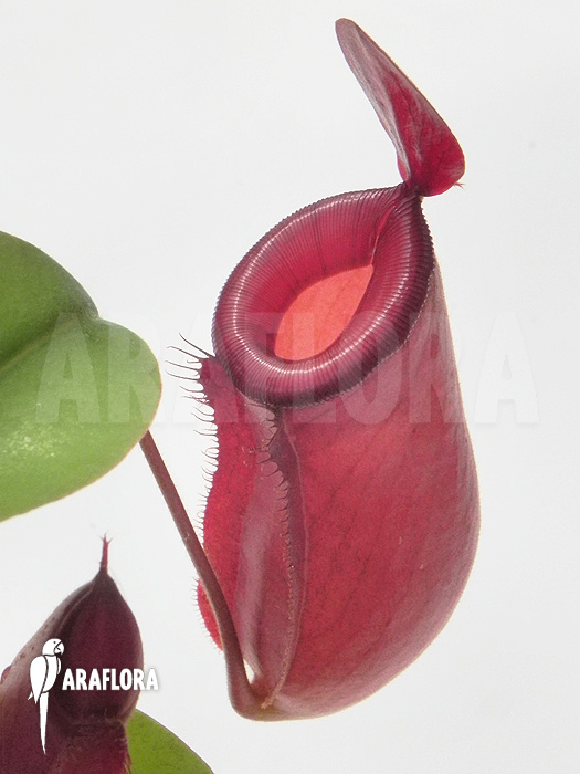 Nepenthes x ‚Bloody Mary‘ ‚M‘