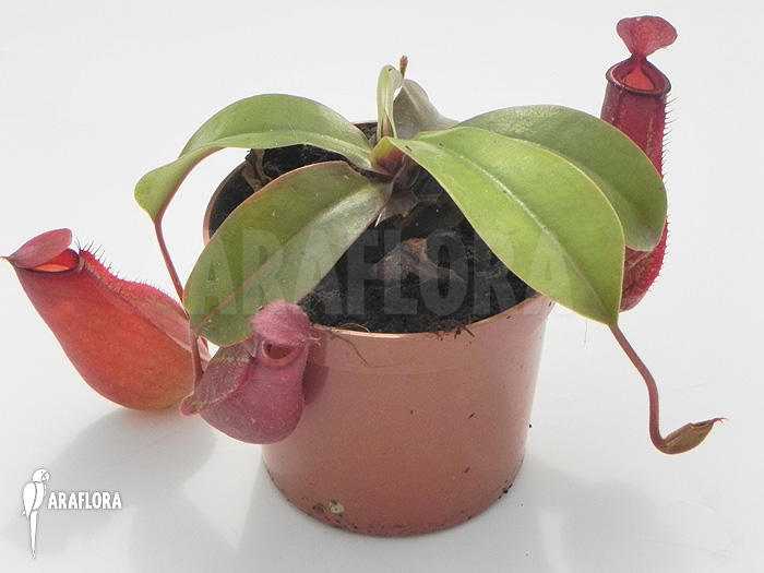 Nepenthes x ‚Bloody Mary‘ ‚S‘