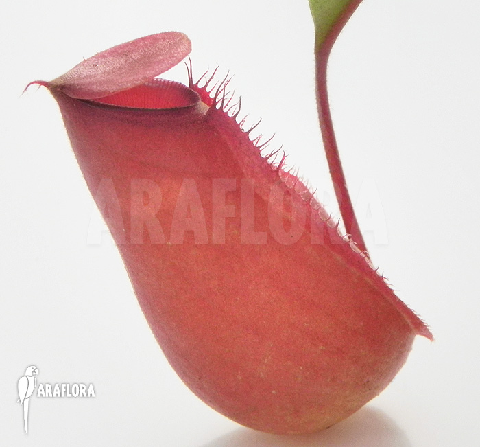 Nepenthes x ‚Bloody Mary‘ ‚S‘