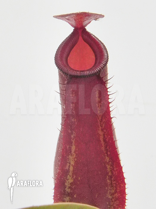 Young pitchers Nepenthes x ‚Bloody Mary‘ ‚S‘