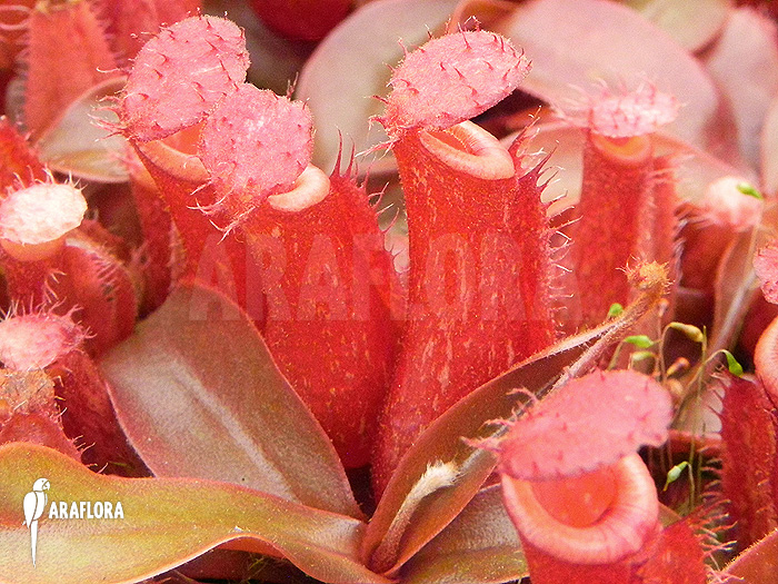 Nepenthes x ‚Bloody Mary‘ ‚S‘