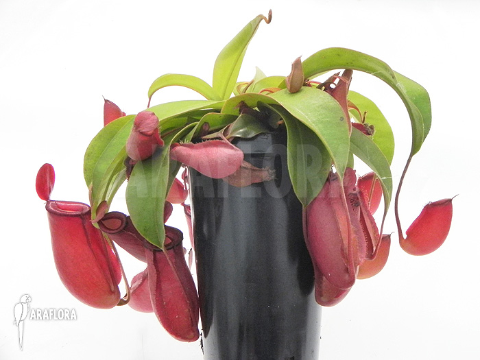 Nepenthes x ‚Bloody Mary‘ ‚XL‘