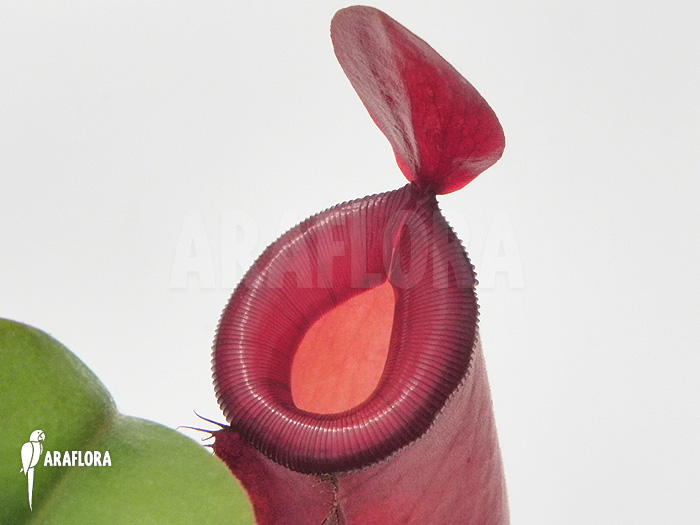 Nepenthes x ‚Bloody Mary‘ ‚XL‘