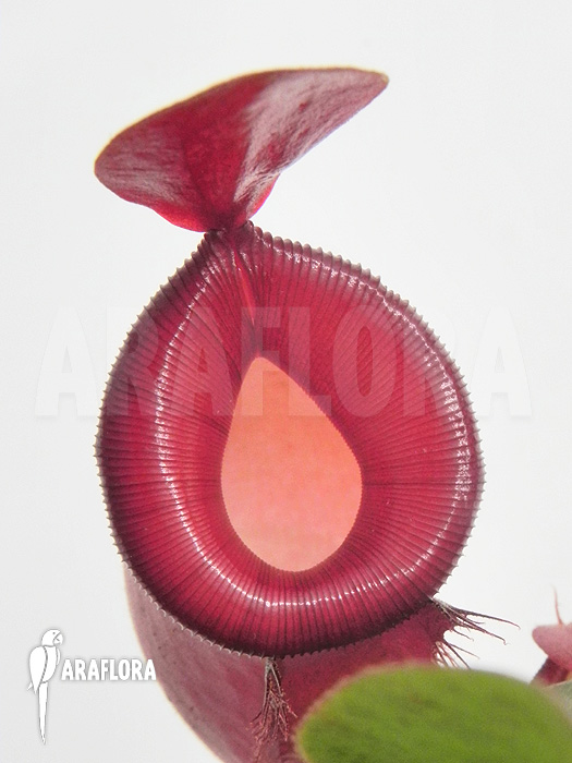 Nepenthes x ‚Bloody Mary‘ ‚XL‘