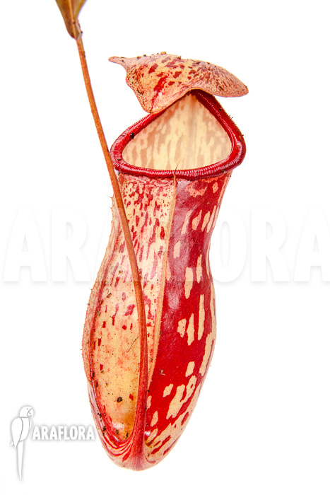 Nepenthes x ‚Gaya‘