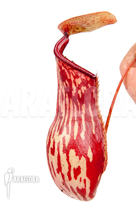 Nepenthes x ‚Gaya‘