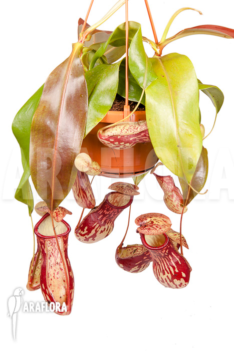 Nepenthes x ‚Gaya‘ ‚L‘