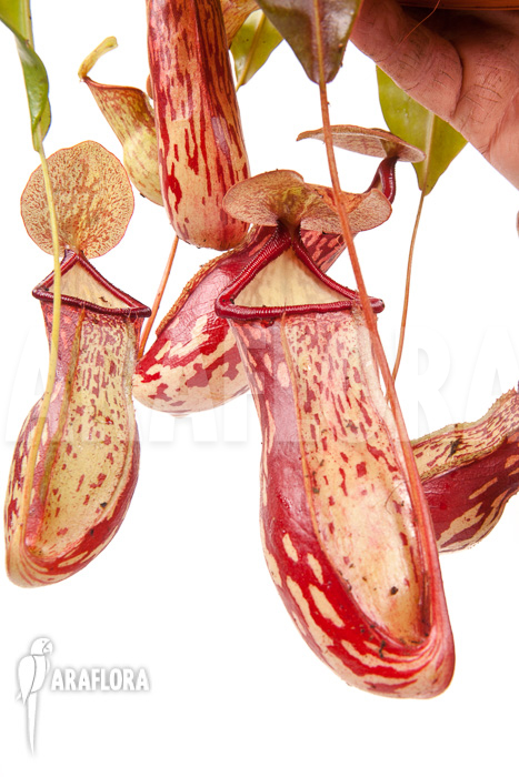 Nepenthes x ‚Gaya‘ ‚L‘