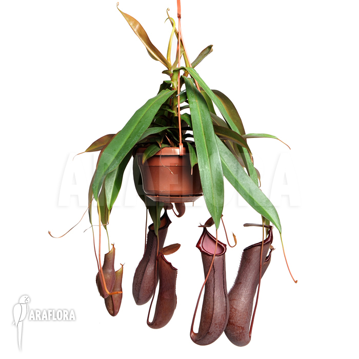 Nepenthes x ‚Rebecca Soper‘