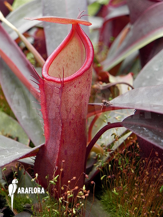 Nepenthes x ‚Rebecca Soper‘