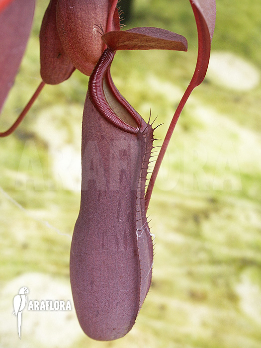 Nepenthes x ‚Rebecca Soper‘