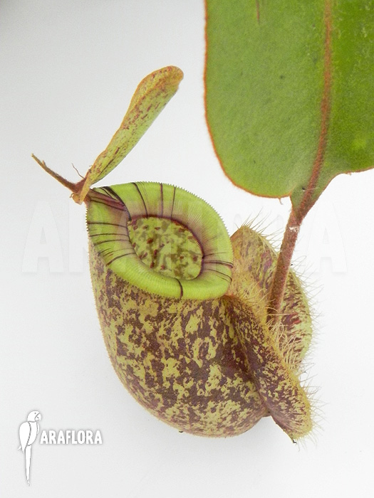 Nepenthes x hookeriana ‚Dark‘