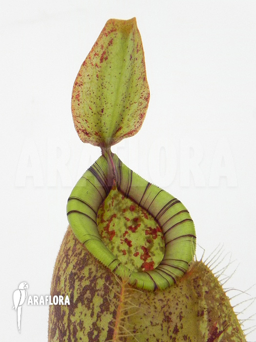 Nepenthes x hookeriana ‚Dark‘