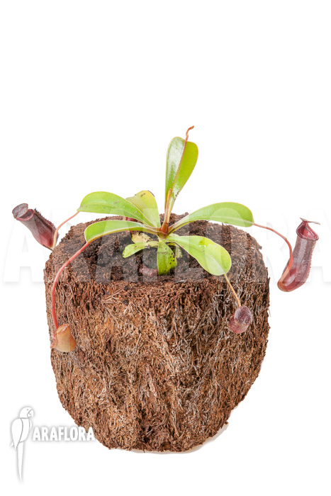 Nepenthes x lowii x ventricosa ‚S‘