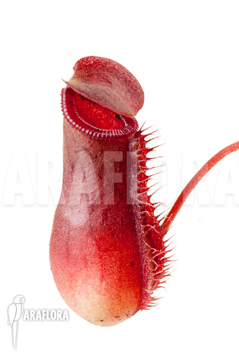 Nepenthes x lowii x ventricosa ‚S‘