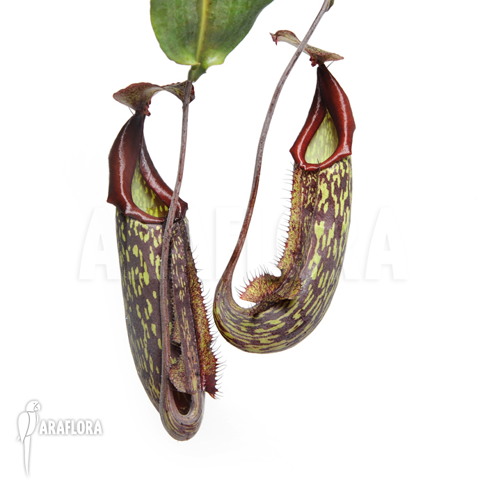 Nepenthes x maxima ‚Hybride‘
