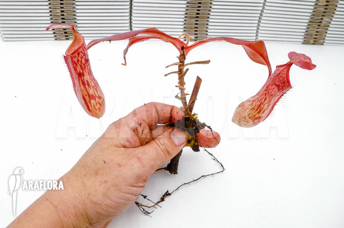 Nepenthes x ‚Pink Panther‘