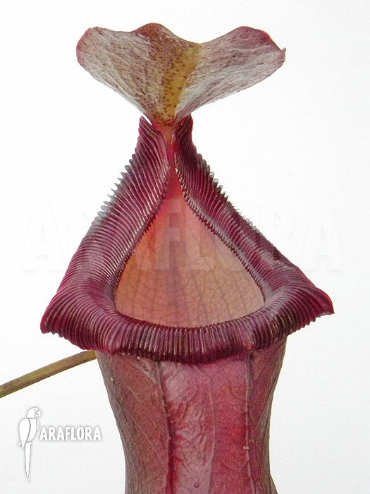 Nepenthes x singalana x ventricosa ‚L‘
