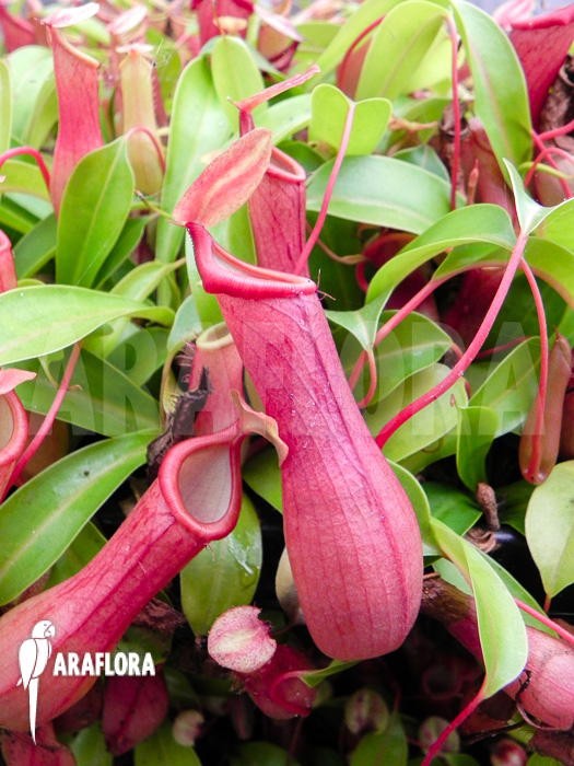 Nepenthes x ventrata